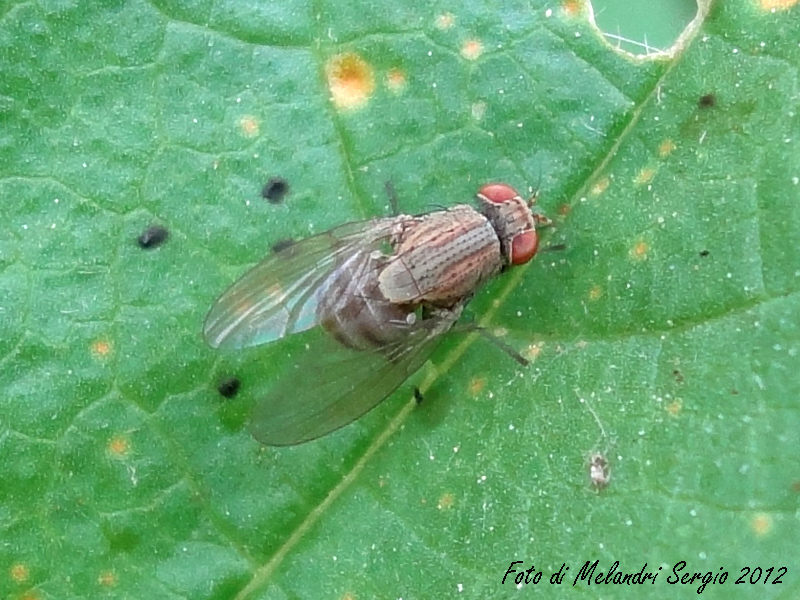 Identificazione